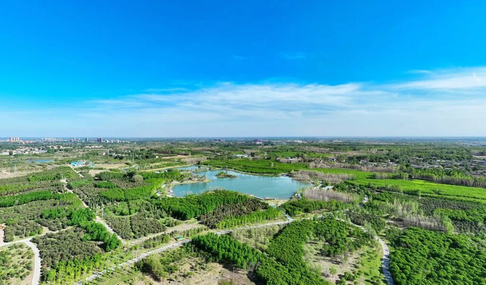雄安新区加快建设美丽雄安系列报道丨一片林海的“智慧生长”